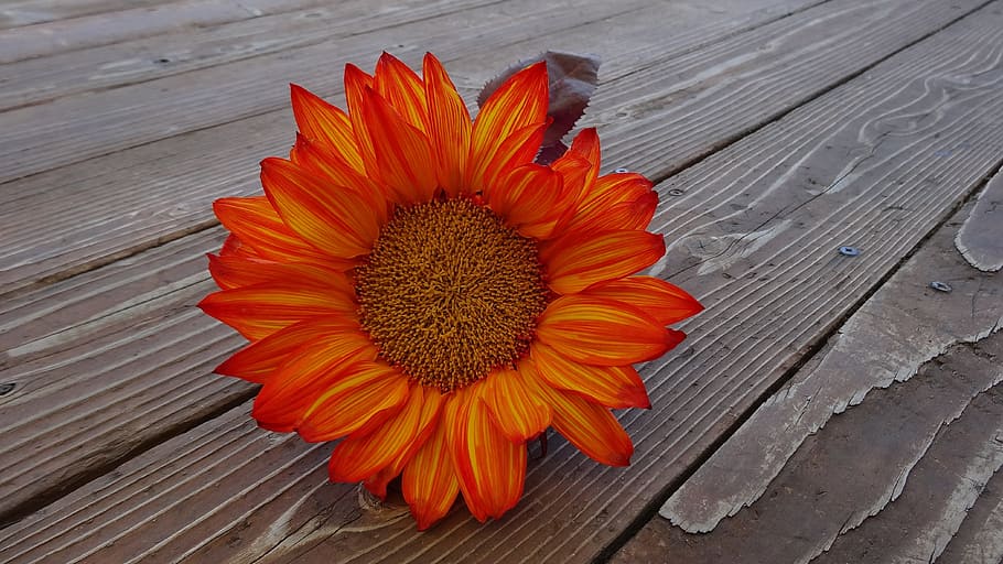 Orange Flower on Brown Wooden Board, bloom, blossom, flora, fresh HD wallpaper