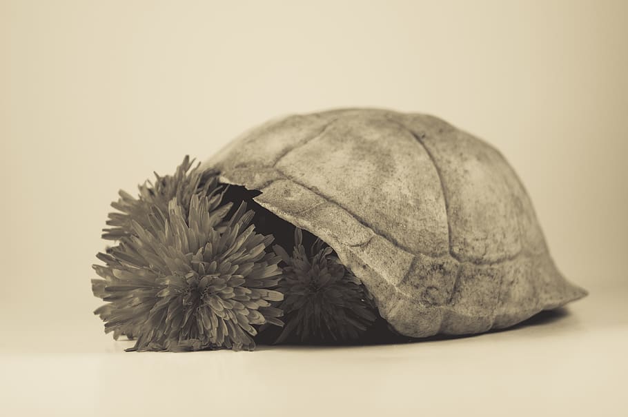 turtle, shell, dandelion, flower, nature, yellow, grayscale HD wallpaper