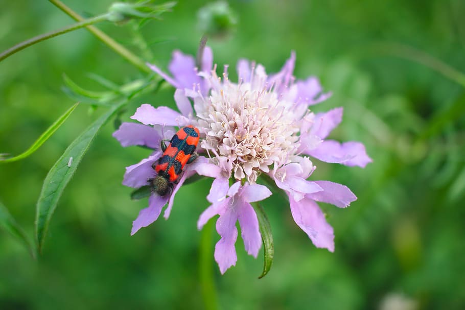 spain, ullastret, ladybug, contrast, green, flower, forest HD wallpaper