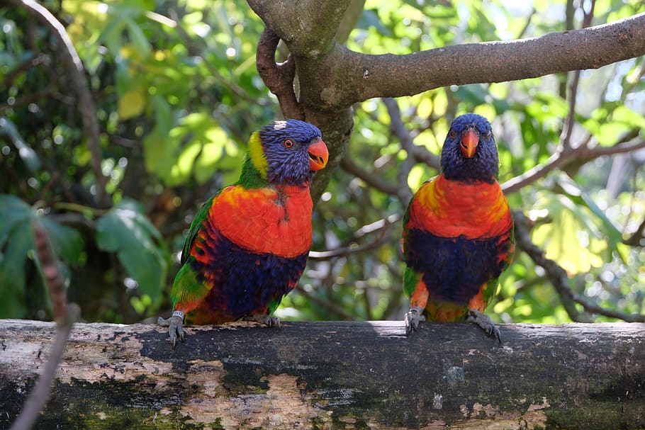 parrots, zoo, birds, group of animals, vertebrate, animal themes HD wallpaper