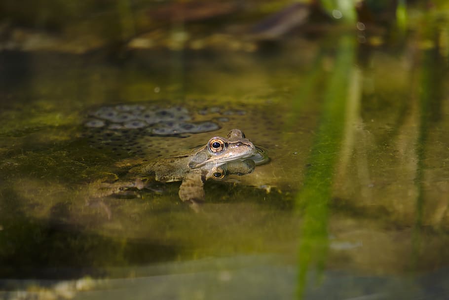 frog, amphibian, pond, water, green, nature, frog pond, water frog, HD wallpaper