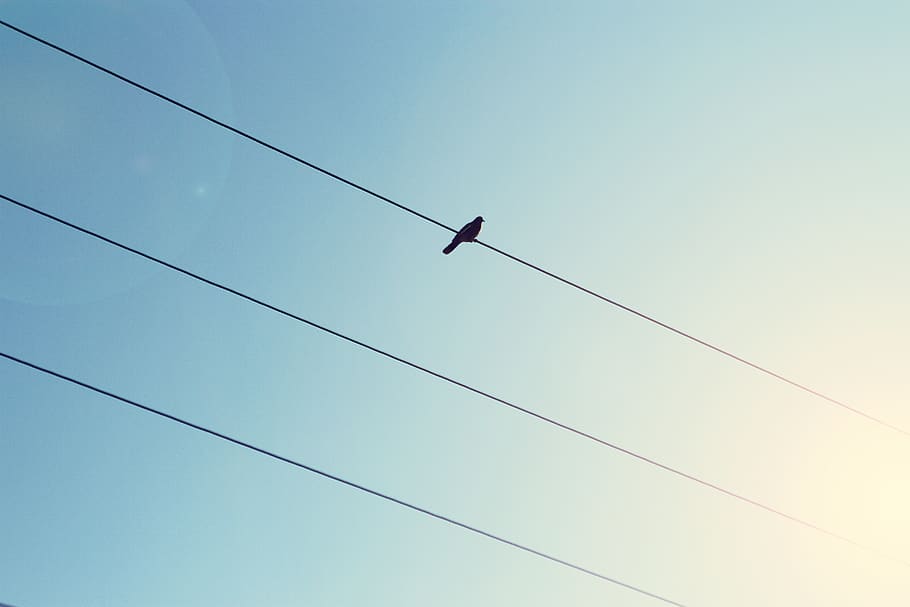 black bird on cable wire, low angle view, vertebrate, sky, animal themes HD wallpaper