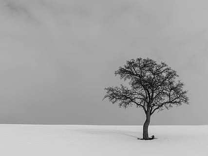 grayscale photo of tree, snow, cloud, winter, minimal, landscape HD wallpaper