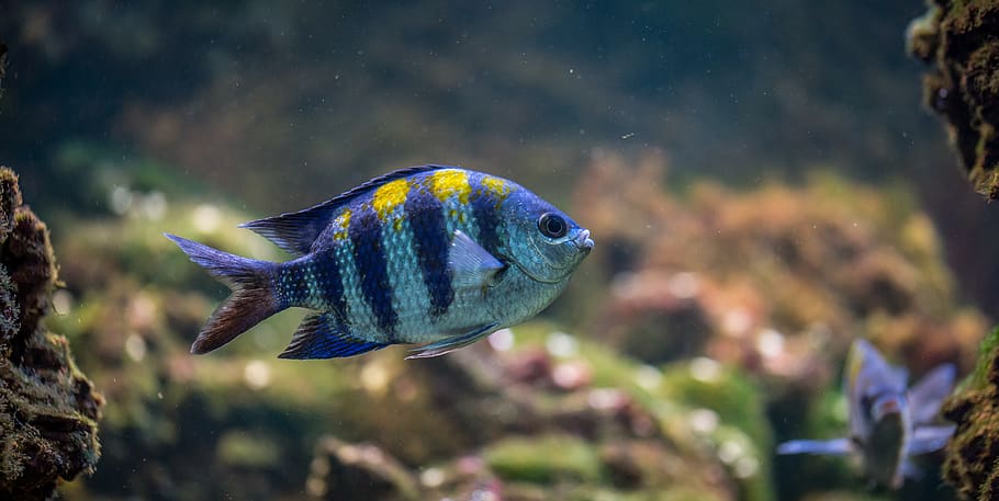 fish, aquarium, nature, animal themes, animals in the wild HD wallpaper