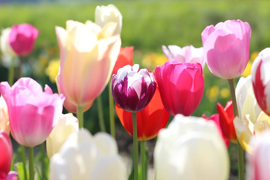 flowers, spring, tulips, garden, nature, yellow, flora, pink HD wallpaper