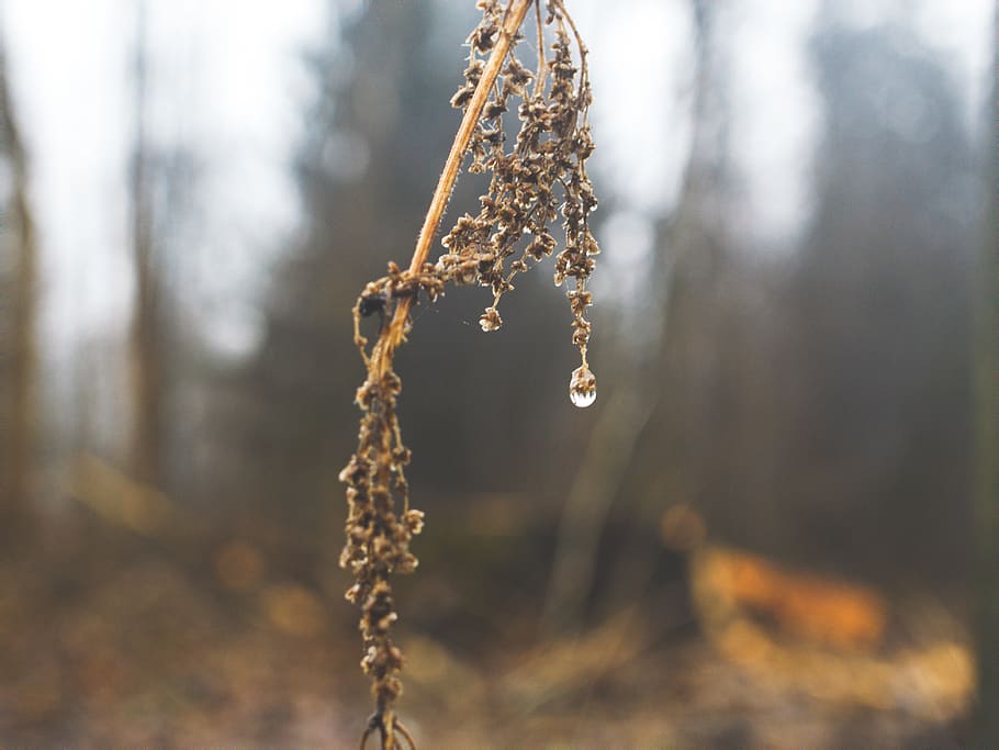 sad, raining, rainy, background, nature, wonderland, winter HD wallpaper