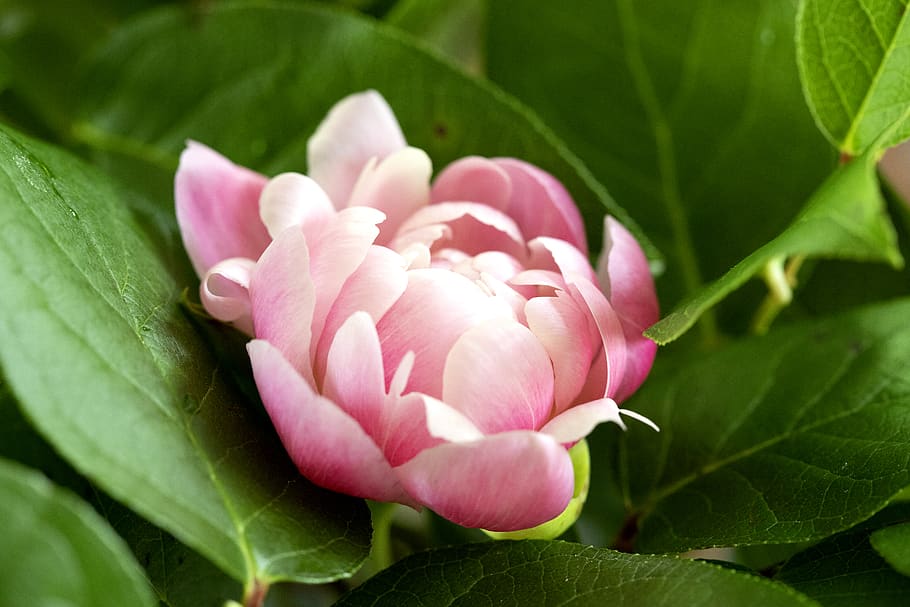 pink petaled flower, leaf, plant part, flowering plant, freshness HD wallpaper