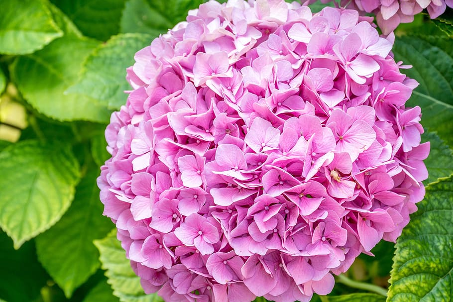 hydrangeas, purple, flower, close up, garden, bloom, pretty HD wallpaper