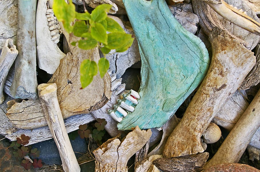bone fund, excavations, skull, skeleton, death, head, mortal HD wallpaper