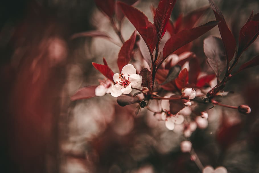 flower, flora, nature, bloom, summer, spring, plant, blossom HD wallpaper