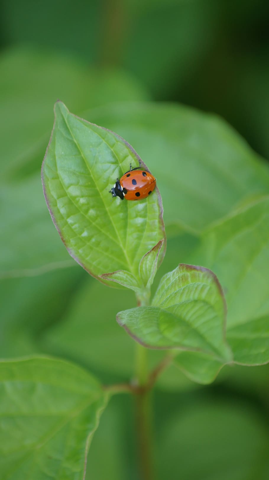 map, ladybug, luck, one animal, plant part, green color, leaf HD wallpaper