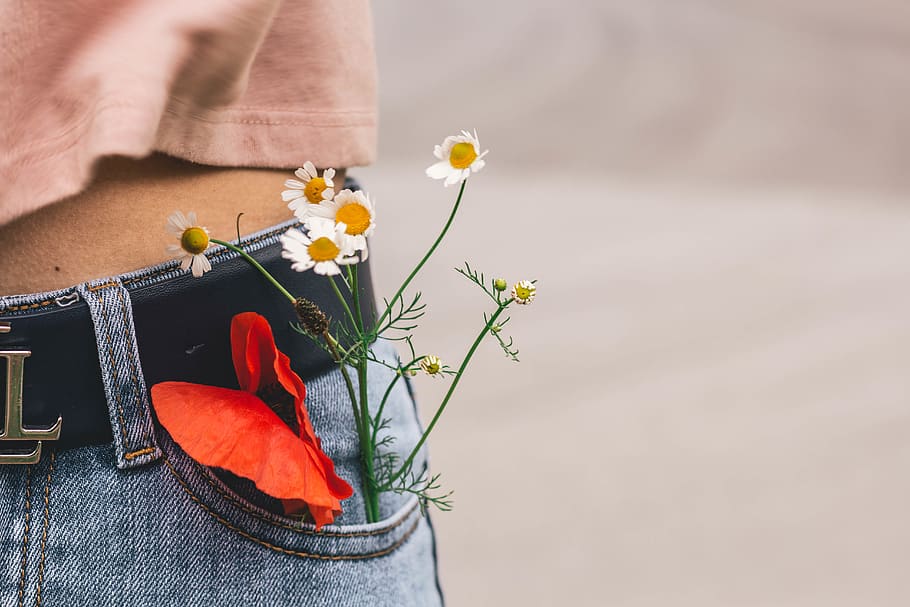 White Oxeye Daisy in Person's Pocket, blooming, blurred background HD wallpaper