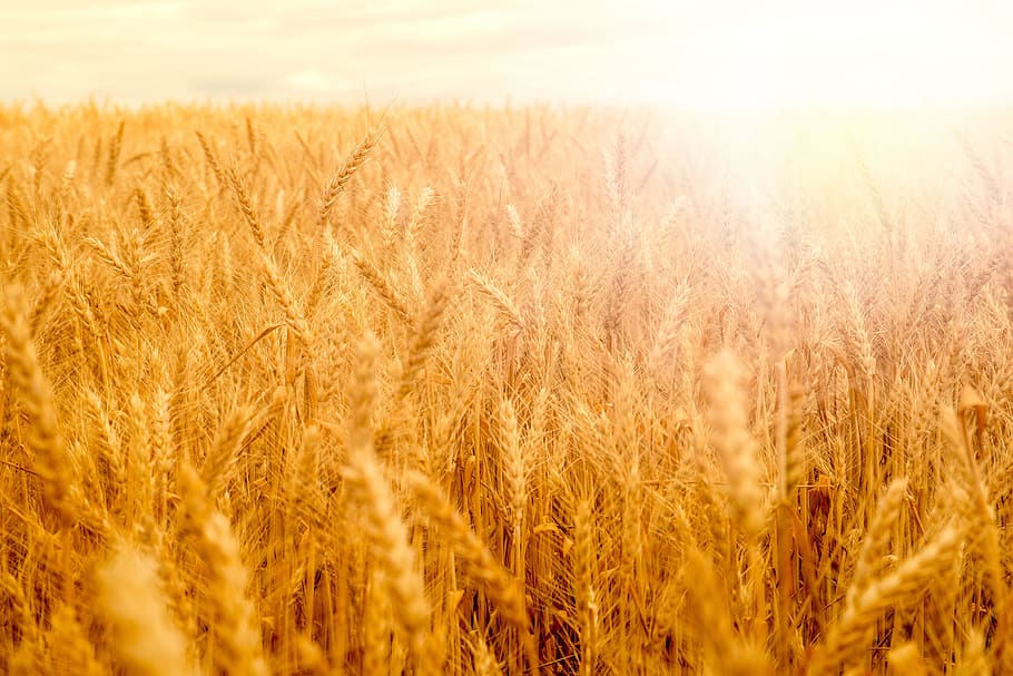 Wheat field in golden glow of evening sun, agriculture, cereal plant