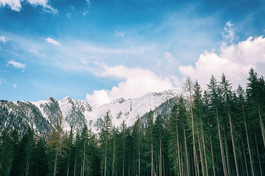 Green Leafed Trees With Snowy Mountain Background, clouds, cold HD wallpaper