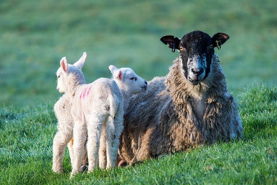sheep, lambs, ewe, agriculture, livestock, wool, rural, domestic HD wallpaper