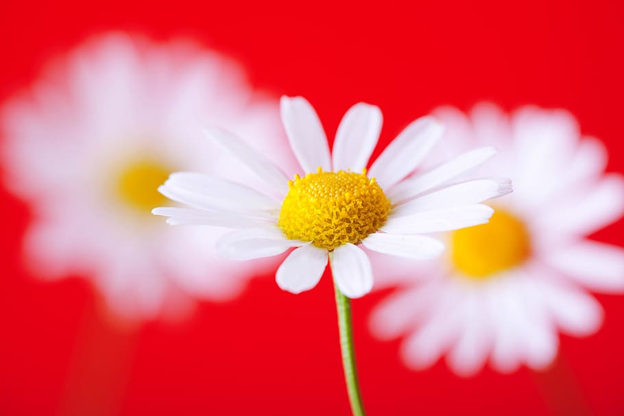 chamomile, flower, red, background, closeup, white, daisy, close-up HD wallpaper