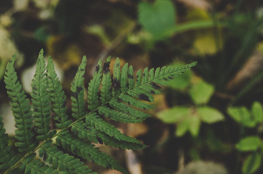 Close-up Photography of a Leaf, blur, environment, fern, focus HD wallpaper