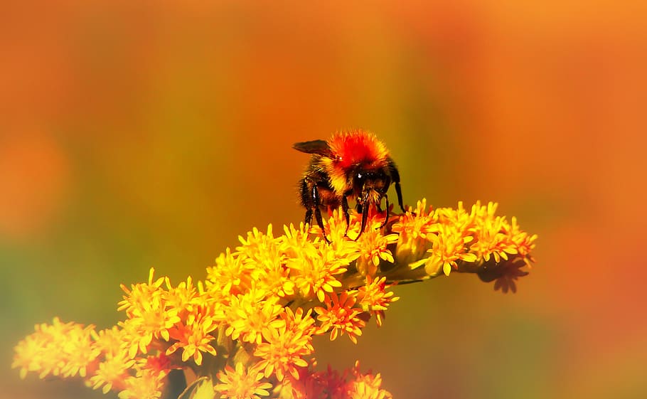 bumblebee ore, insect, flower, apiformes, pszczołowate, animals HD wallpaper
