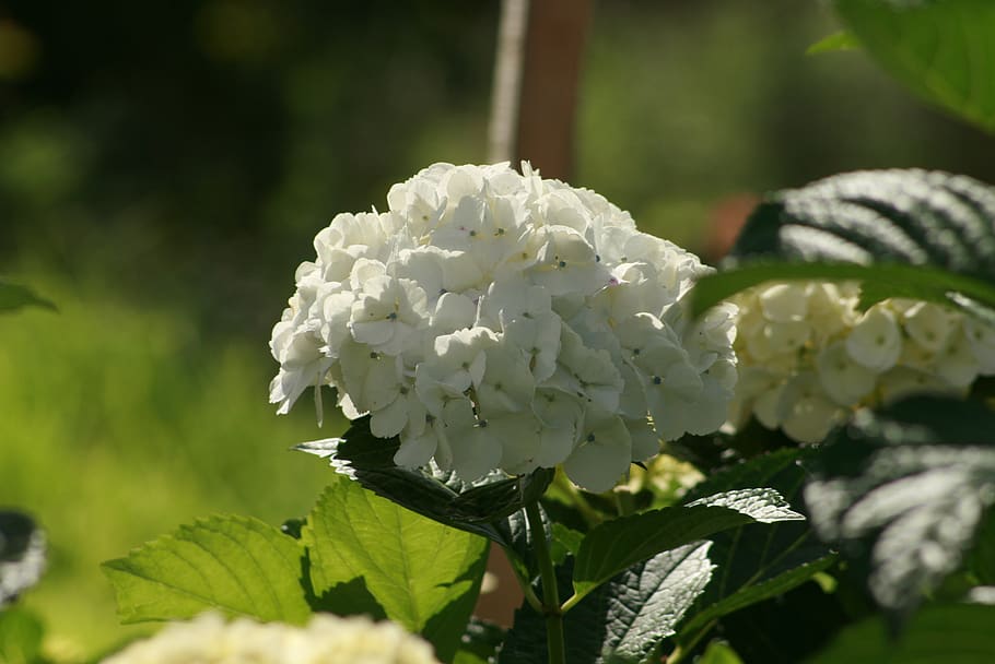 colombia, la unión, chalarca, plant, flower, growth, beauty in nature HD wallpaper