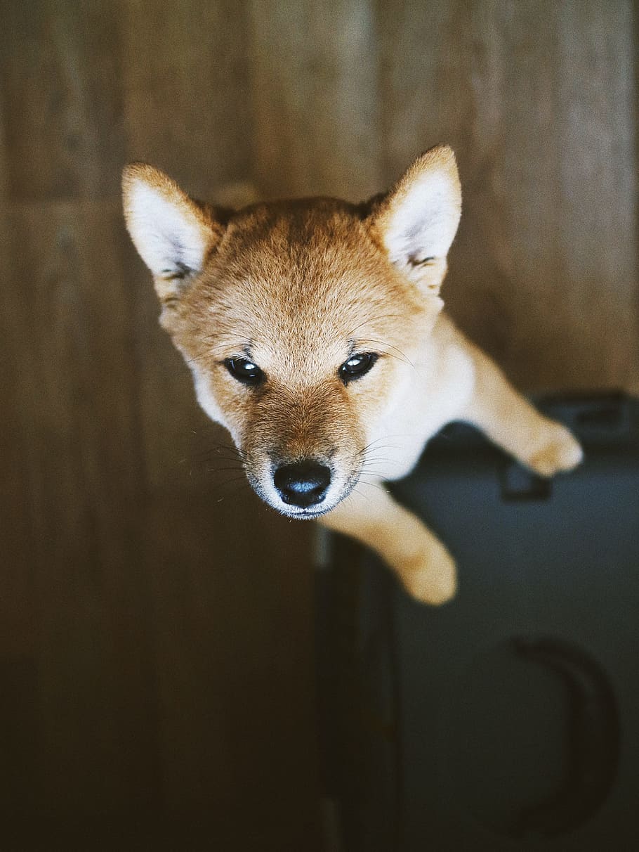 standing short-coated brown puppy, dog, face, cute, shiba, ear, HD wallpaper