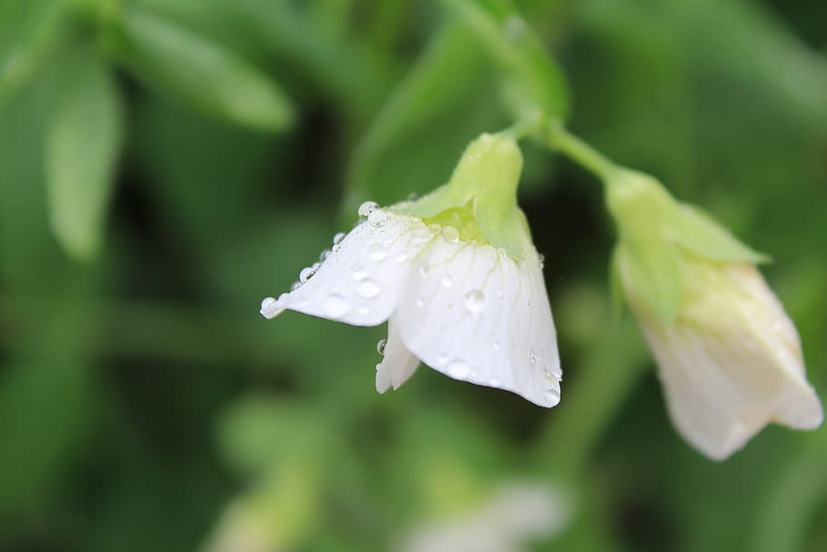 droplets, water, leaf, flower, flora, background, plant, growth HD wallpaper