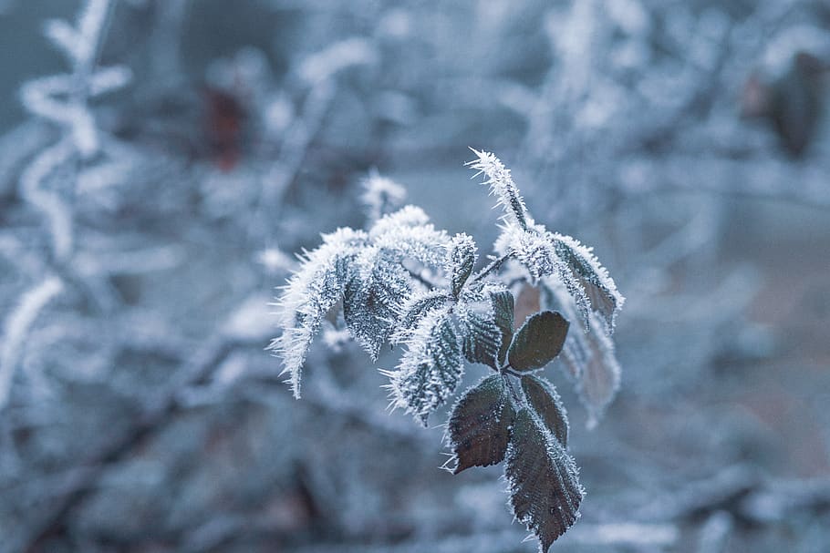 Green-leafed Plant Covered by Snow, blurred background, close-up HD wallpaper