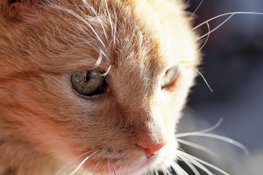 cat, tomcat, redheaded, home, pet, view, portrait, catlike HD wallpaper