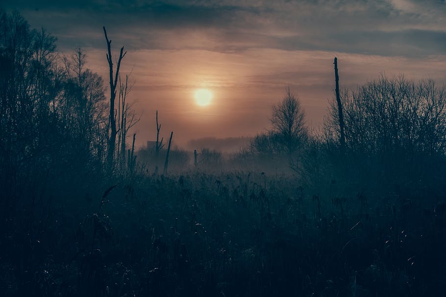 dystopia, apocalyptic, fall, darkness, tree, plant, sky, sunset HD wallpaper