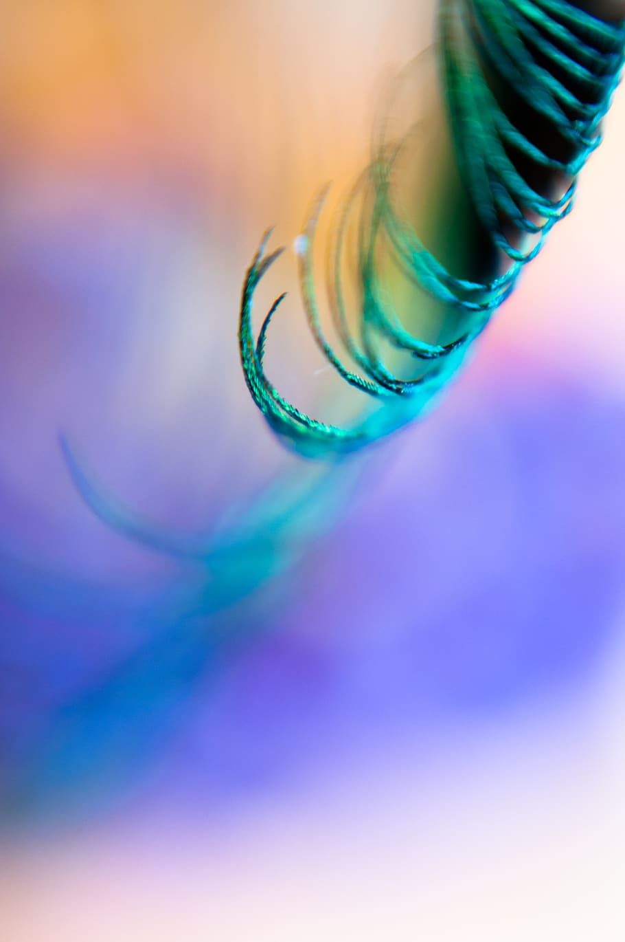 green eyelashes curling, purple, droplet, photography, feather HD wallpaper