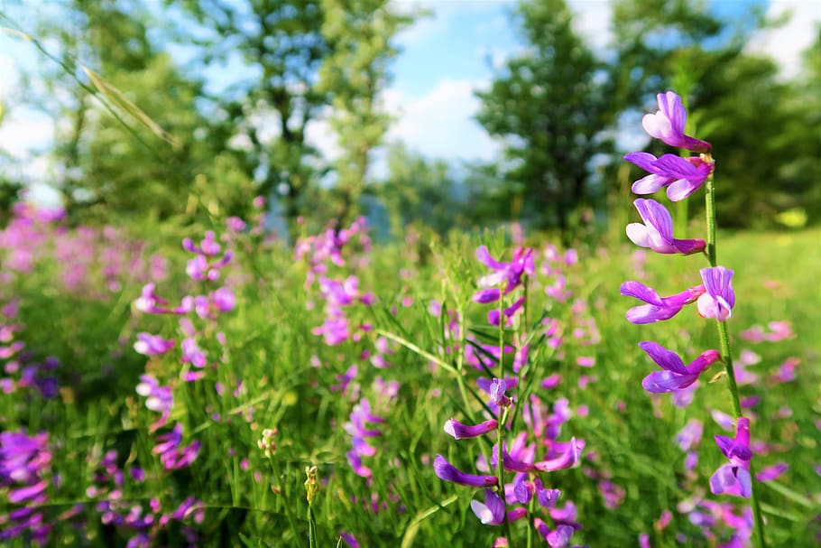 flower, clover, spring, nature, plant, greens, tree, beautiful HD wallpaper
