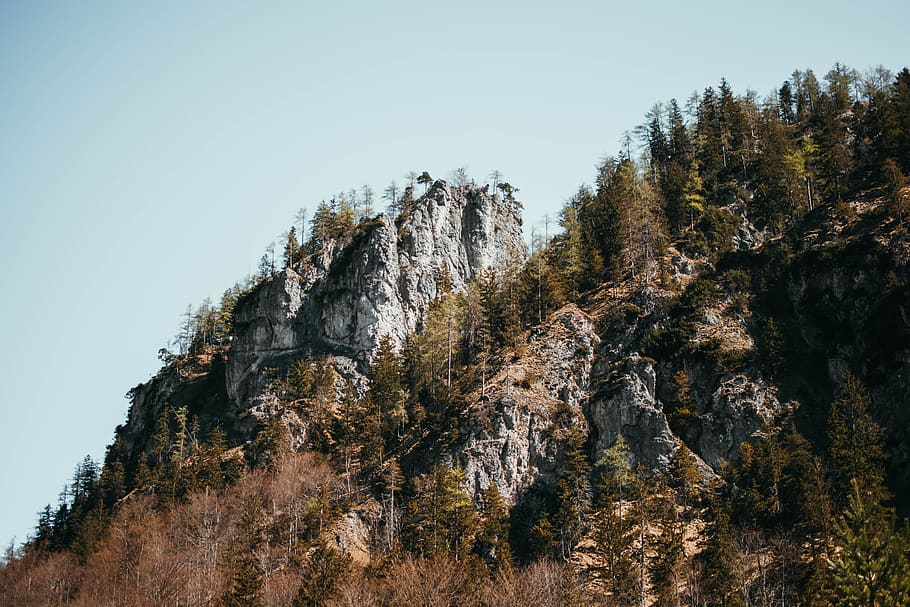 Gray Mountain and Trees, conifers, daylight, nature, scenic, plant HD wallpaper
