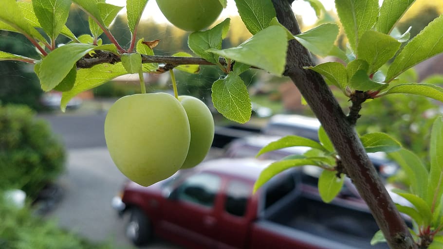 plum, fruit, sweet, fresh, plant, growth, leaf, tree, plant part HD wallpaper