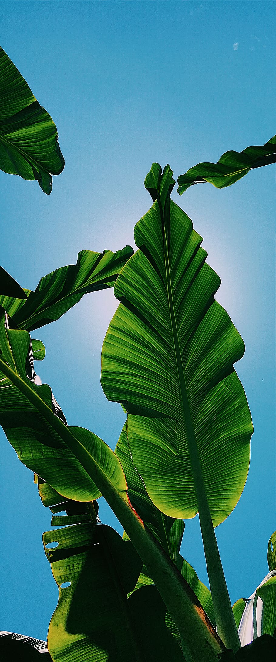 plant, leaf, veins, green, ecuador, manabí province, sunlight, HD wallpaper