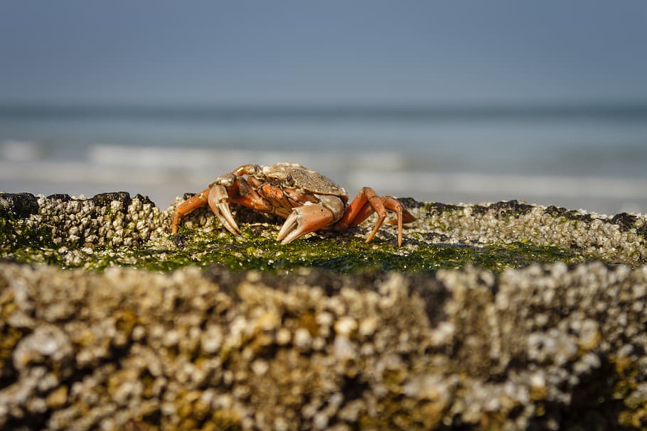 the beach crab, carcinus maenas, cancer, seaweed, barnacles, HD wallpaper