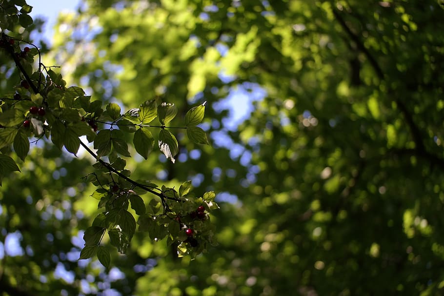 tree, close, blur, green, red, fruit, sky, plant, growth, plant part HD wallpaper