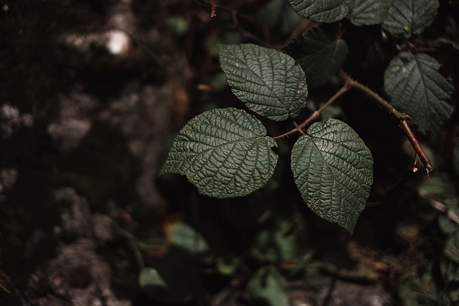 leaf, leaves, nature, forest, green, minimal, minimalistic HD wallpaper