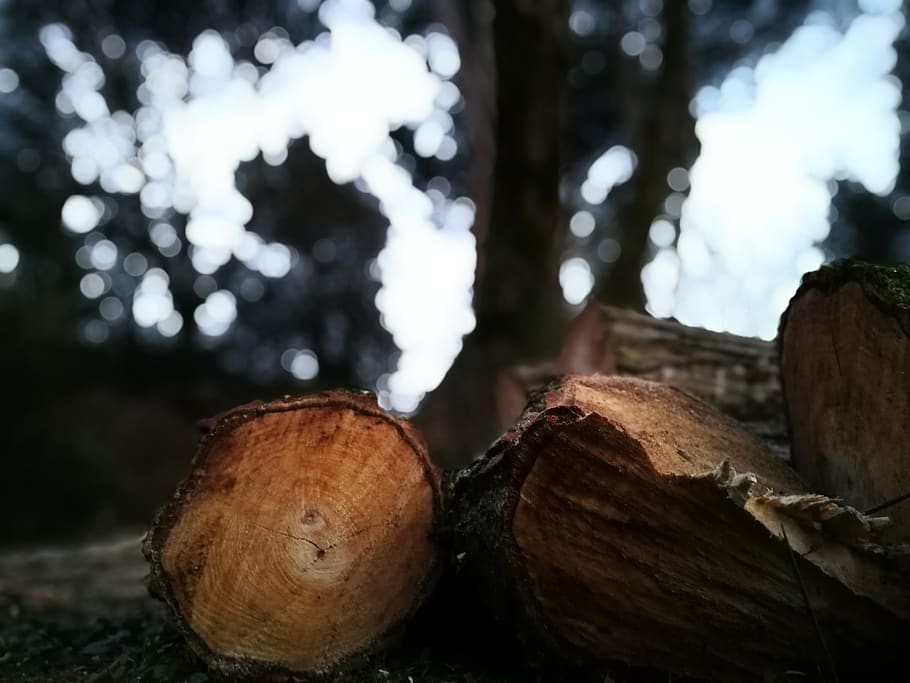 selective focus photography of wood logs under tree at daytime, HD wallpaper