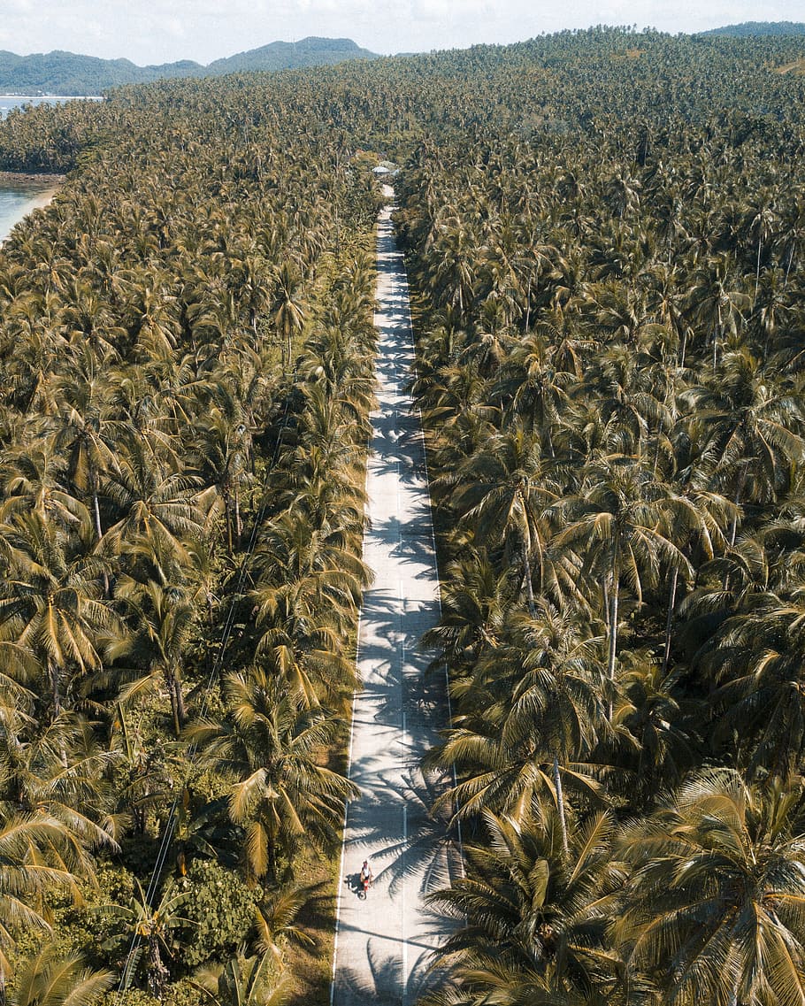 aerial view photography of coconut tree during daytime, road, HD wallpaper
