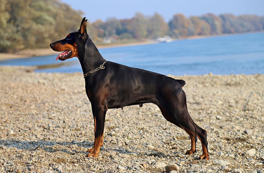 doberman, black, dog, beautiful, nice, waterfront, consists of HD wallpaper