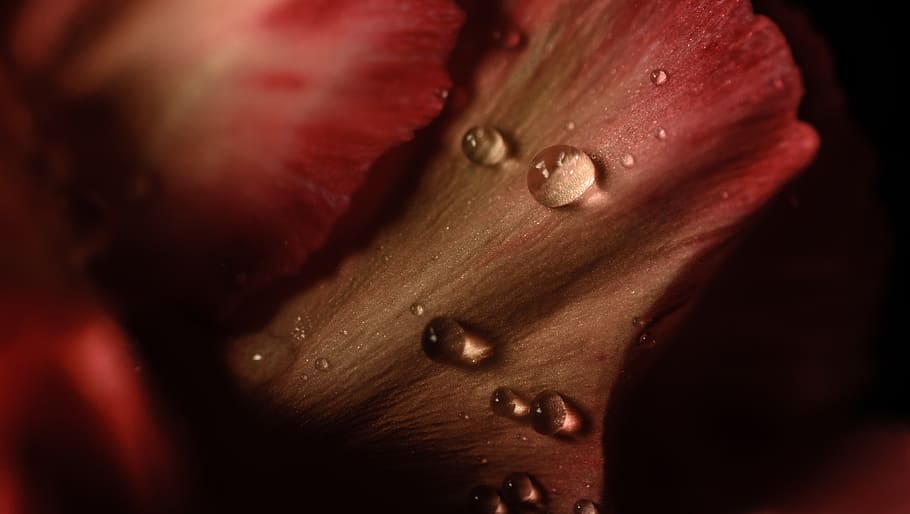 secrecy, dark, red, blooming, flower, blossom, nature, closeup HD wallpaper