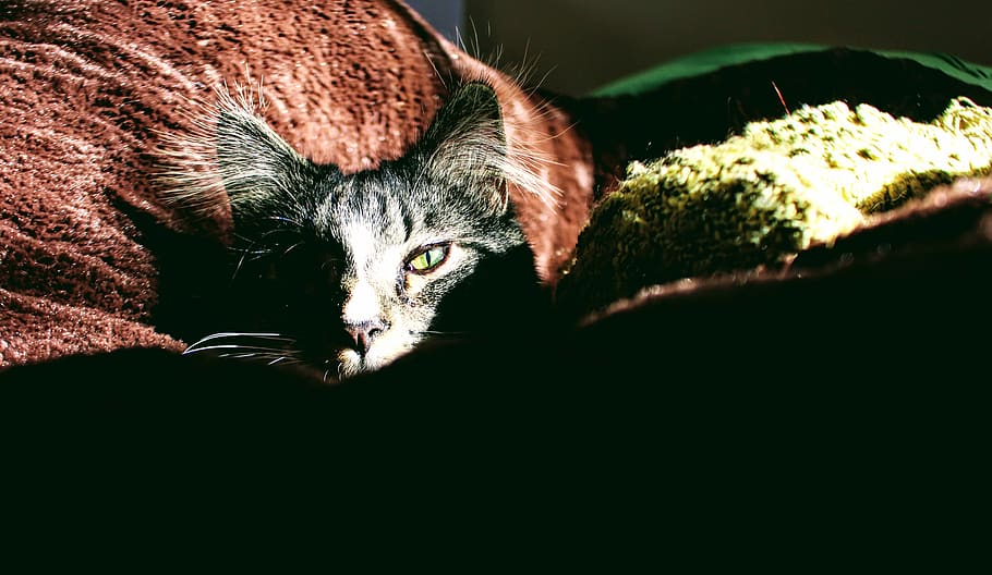 Closeup Photo of Silver Tabby Cat on Red Textile, adorable, animal HD wallpaper