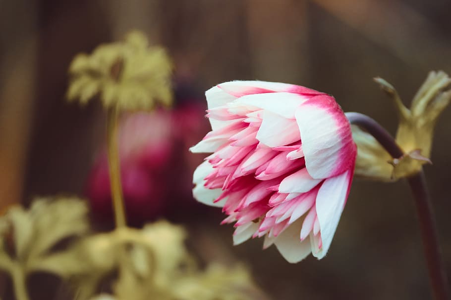 bud, blossom, bloom, red, white, plant, flower, nature, winter HD wallpaper