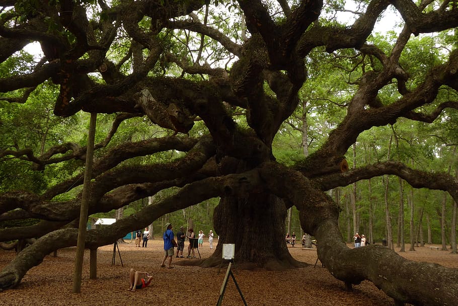 tree, oak, charleston, huge, plant, tree trunk, nature, real people HD wallpaper