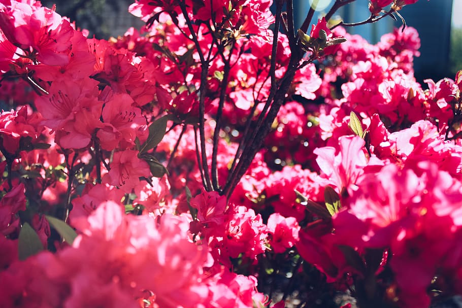 pink petaled flowers, plant, flora, blossom, cherry blossom, azalea HD wallpaper
