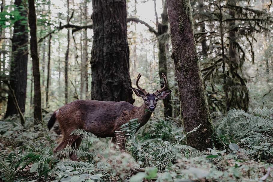 brown deer, tree, plant, animal, animal themes, land, mammal HD wallpaper