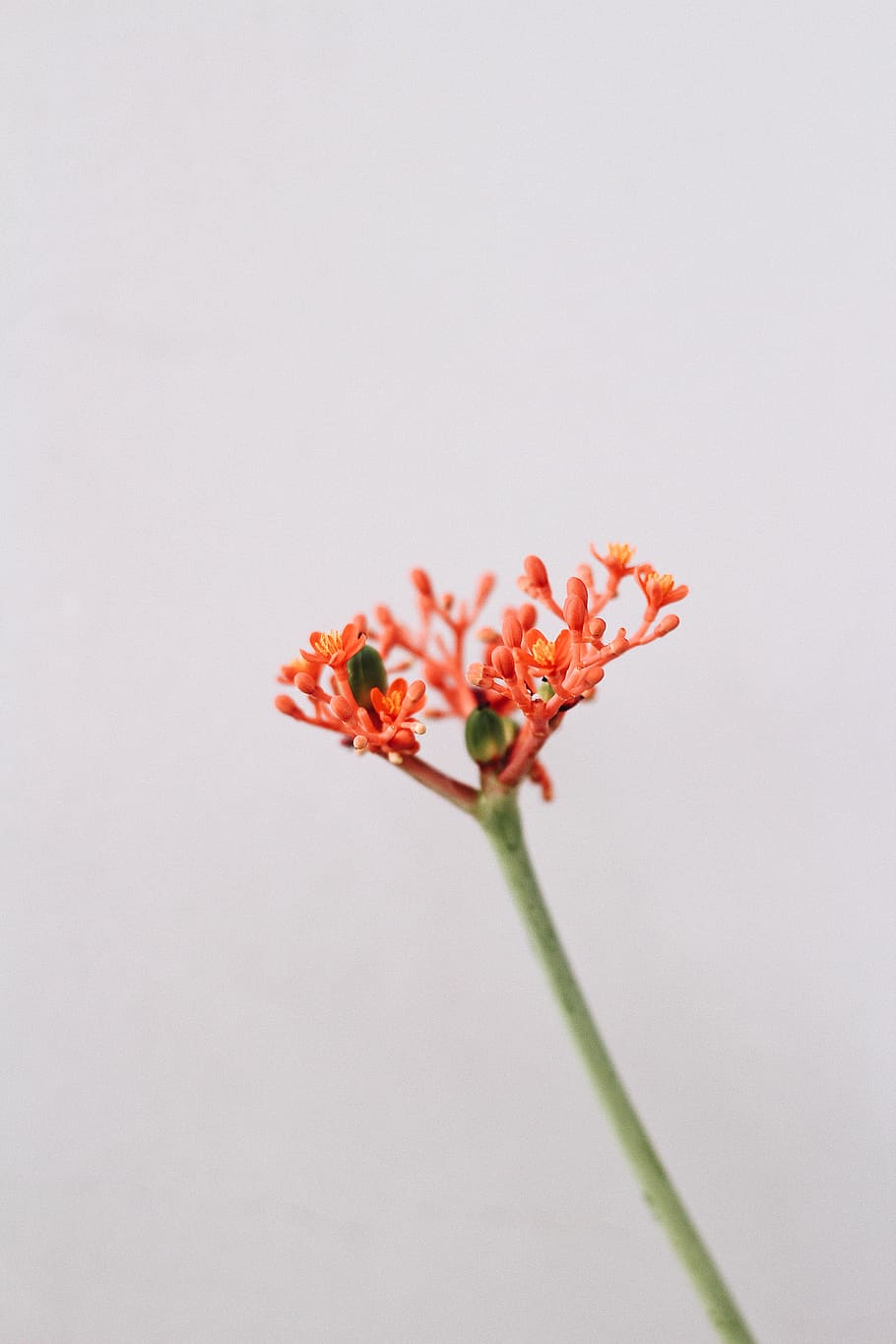 orange flower polens, flowering plant, beauty in nature, vulnerability HD wallpaper