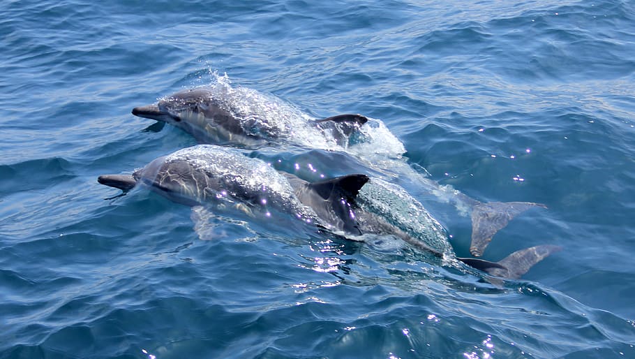 gray dolphins underwater during daytime, animal, animal themes HD wallpaper