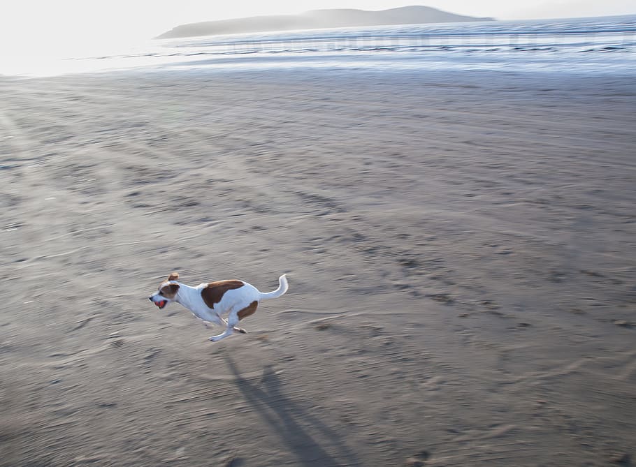 weston super mare, one animal, animal themes, domestic animals HD wallpaper