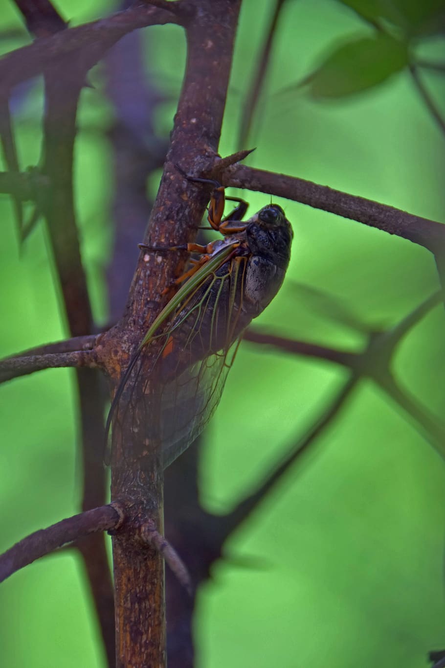 japan, nagoya-shi, nagoya castle, cicada, bokeh, thorns, thorn bush, HD wallpaper