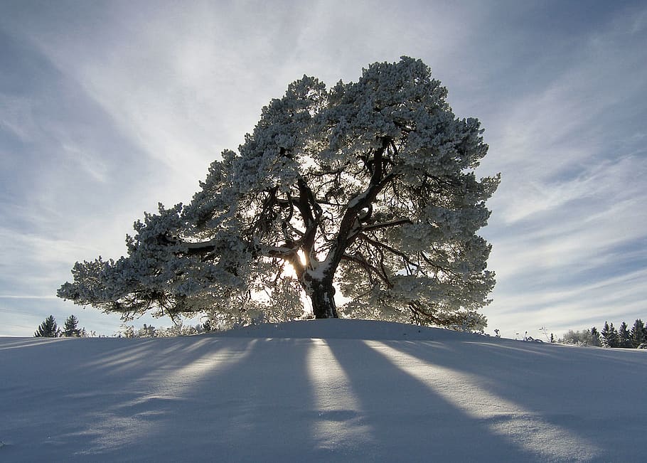 norway, nes, tree, snow, plant, cold temperature, winter, sky HD wallpaper